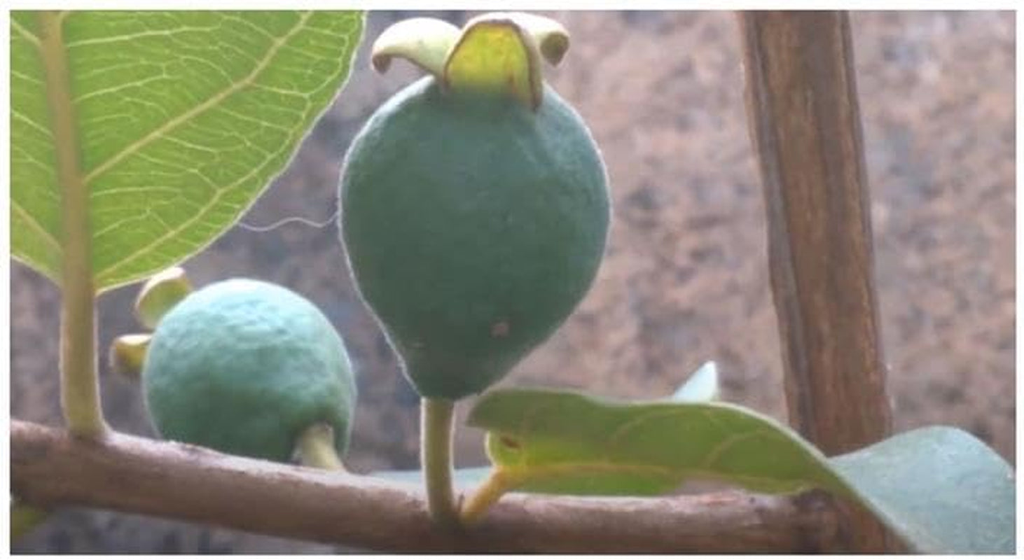 Stk - 10X Psidium Guineense Brasilianische Guave Garten Pflanzen - Samen ID1531 -