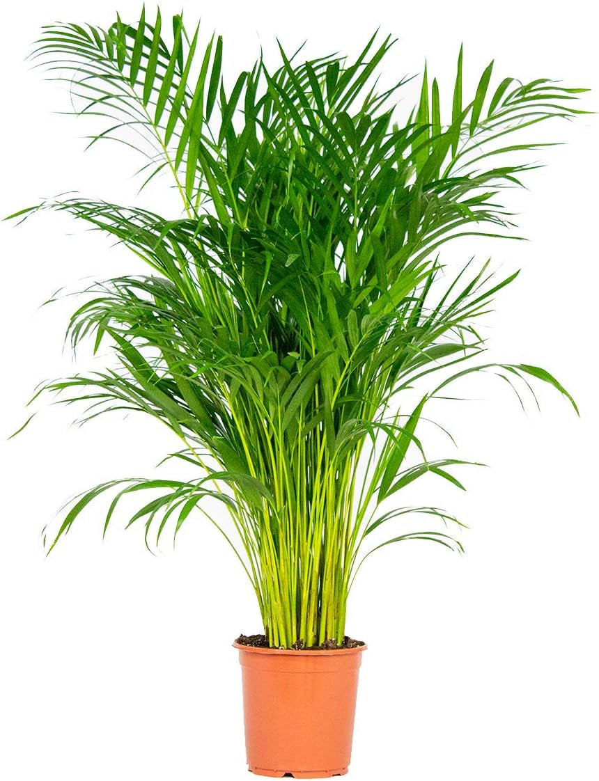 Bloomique - Dypsis Lutescens - Goldfruchtpalme - Areca Palme - Zimmerpflanzen Groß - Pflegeleicht - Haustierfreundlich - Höhe 100-120 Cm - Topf 21 Cm