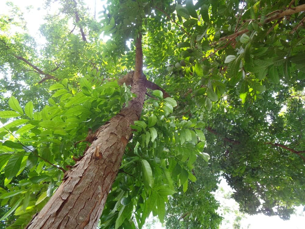 5 Samen Mahagoni Baum Swietenia Macrophylla Echter Mahagoni