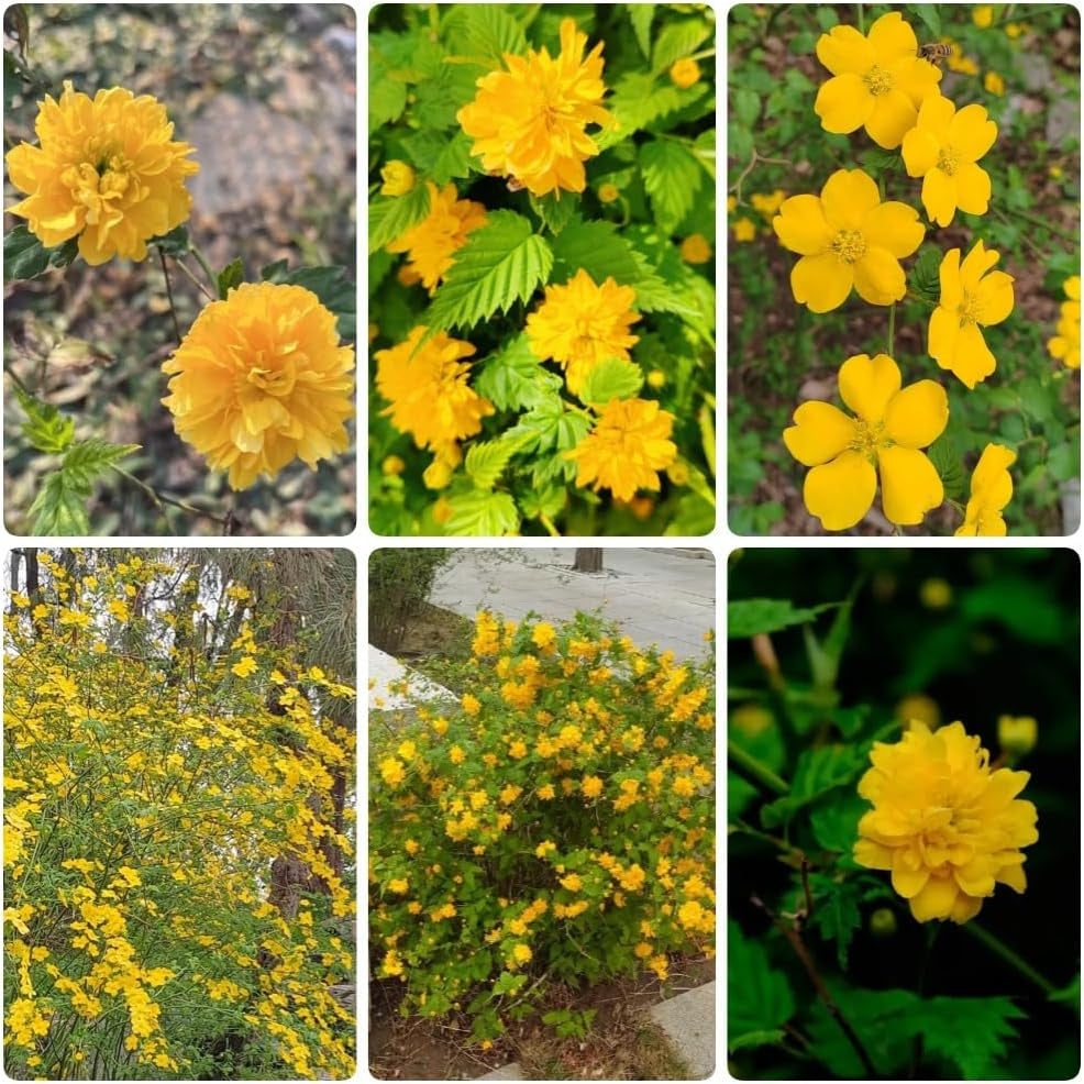 Ranunkelstrauch - Balkonpflanzen Kerria Japonica - Winterharte Für Garten Blühende Sträucher Winterhart Gartenpflanzen 150Samen