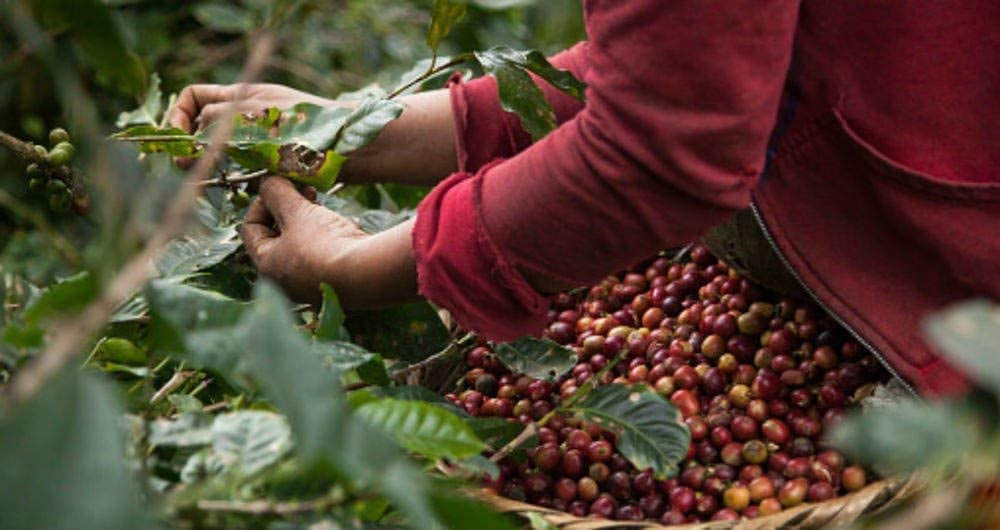 Boabe de cafea decofeinizate 1 kg natural 100% - Espresso Gust intens din Columbia și Brazilia.