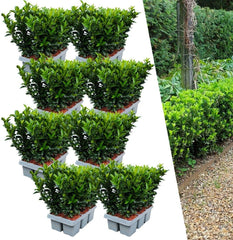 Plants by Frank | 48 Grüne Spindelstrauch Heckenpflanzen | Euonymus Japonicus 'Green Spire' | Japanischer Spindelstrauch | Buchsbaum Ersatz | Winterhart | Immergrüne Hecke | Gartenpflanzen