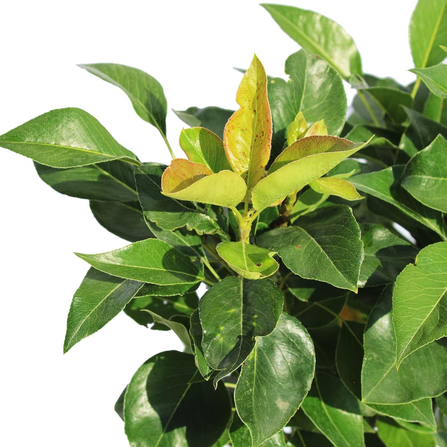 KENTIS - Zwergbirnenpflanze - Pyrus Communis - Echte Freilandpflanzen - Obstbaum - Kulturtopf Ø 24 Cm