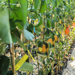 Birnbaum Birne Früh Von Fiorano - Obstpflanzen Auf Blumentopf Einer Vase Von 26 - Baum Max 200 Cm – 4 Jahre Anbau Italien