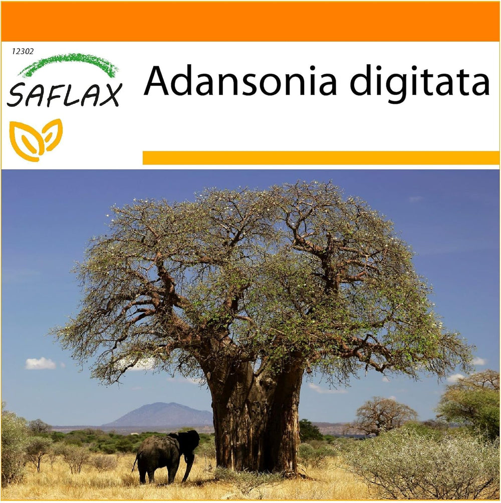 SAFLAX - Garden in the Bag - Afrikanischer Affenbrotbaum - 6 Samen - Mit Anzuchtsubstrat Im Praktischen, Selbst Aufstellenden Beutel - Adansonia Digitata