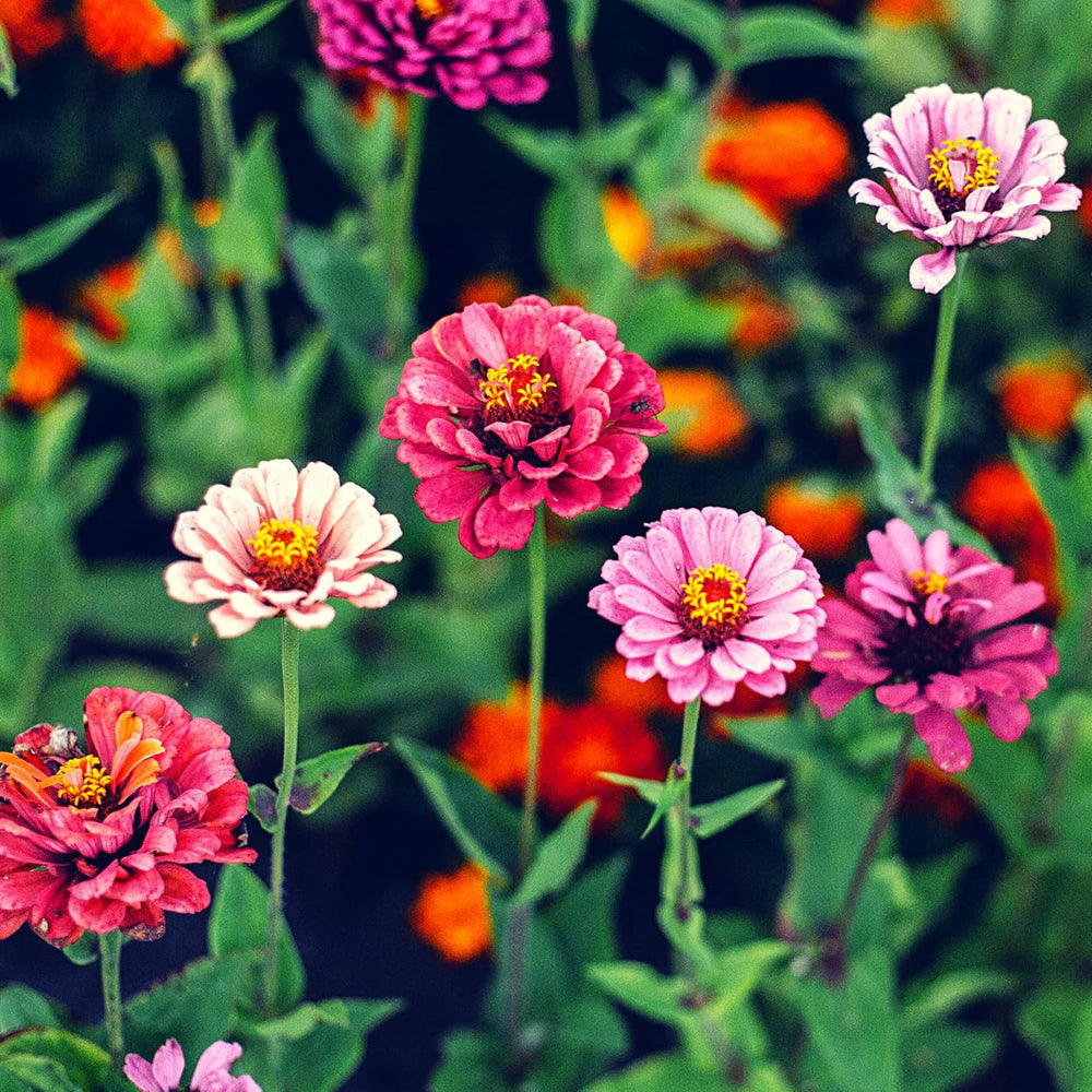 Amestec de semințe de Zinnia (Zinnia) - Flori de vară colorate pentru stratul de grădină, balcon, terasă și ca flori tăiate în vaze
