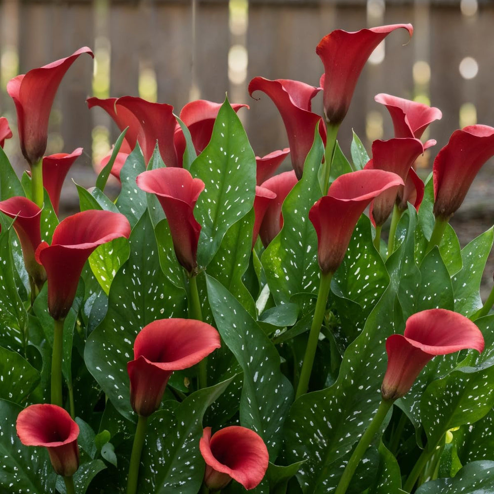 Bulbi de cale, plantă perenă rezistentă - Zantedeschia Orange Passion (Portocaliu) - 5 bulbi de flori mari - Plante adevărate din Olanda - pentru grădină și ghiveci (nu semințe, nu artificiale)
