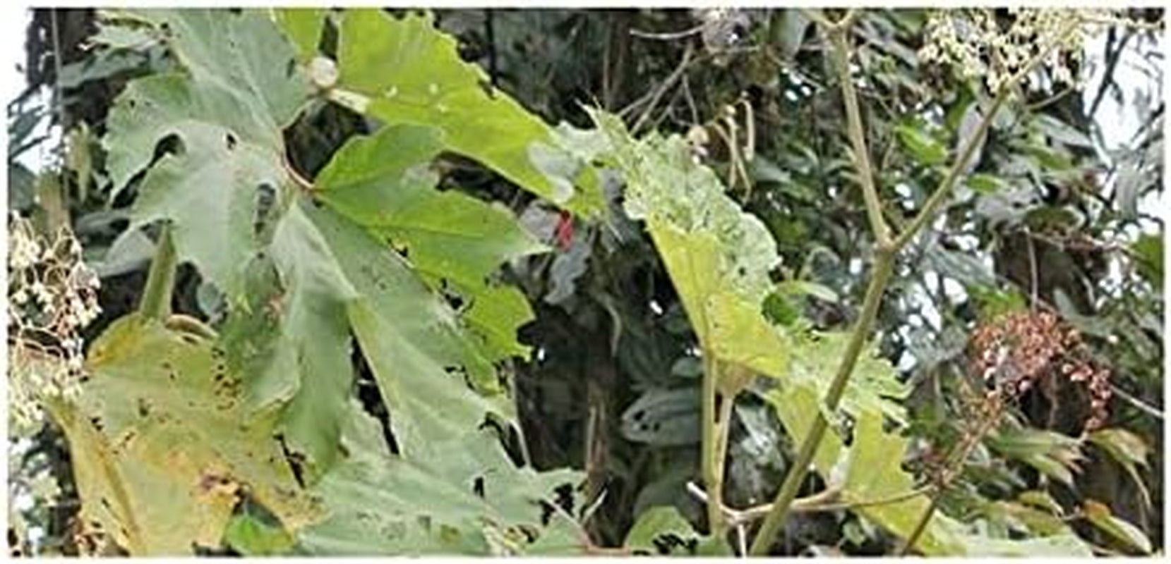 Stk - 10X Begonia Parviflora Baumbegonie Ziersträucher Garten Pflanzen - Samen ID344 -