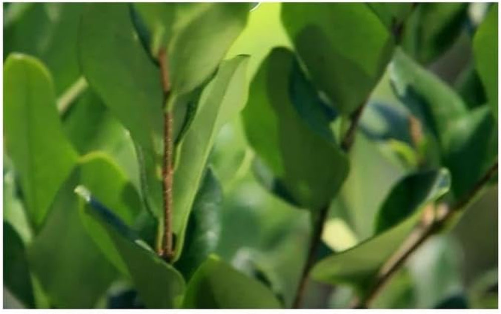 Stk - 10X Ligustrum Japonicum Japanischer Liguster Garten Pflanzen - Samen B1258 -