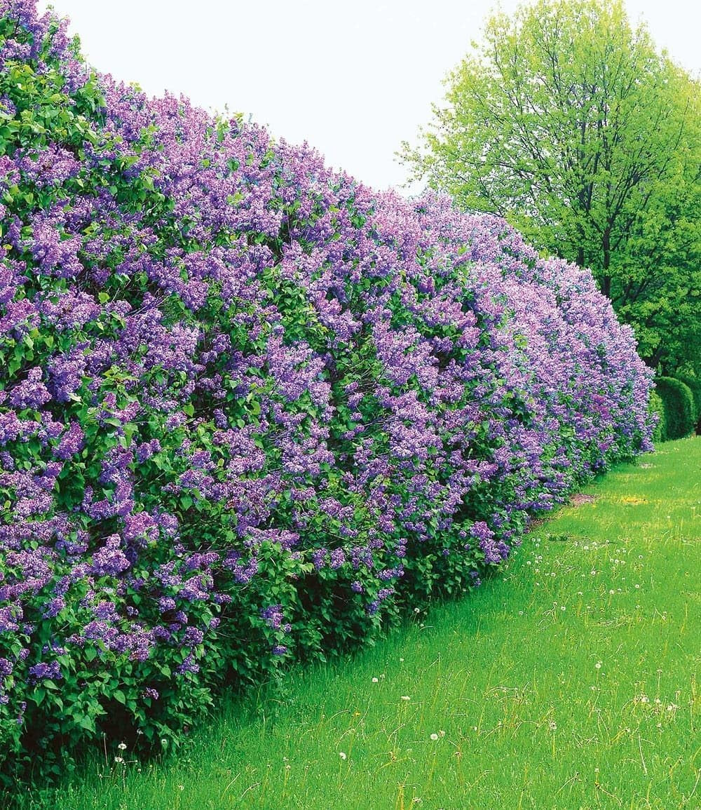 BALDUR Garten Flieder-Hecke, 1 Pflanze, Edelflieder Fliedertraum Blüten-Hecke, Sichtschutz, Syringa Vulgaris, Winterhart & Anspruchslos, Schnittblume, Blühend