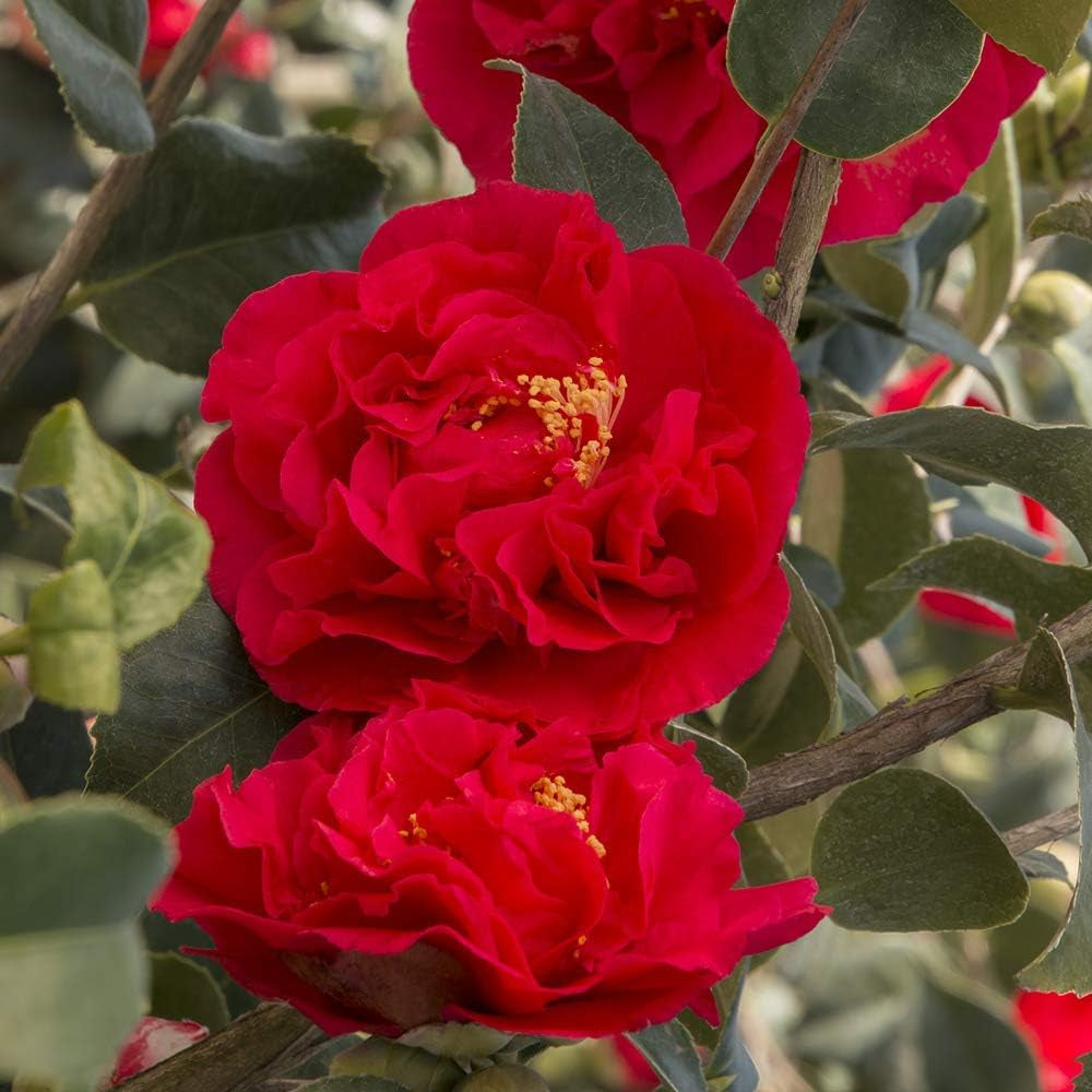 Set de 3 plante Camellia Gardeners Dream (roșu, alb și roz) - Arbuști cu flori veșnic verzi, rezistenți - Plante rezistente pentru grădină - Plante rezistente pentru balcon - Plante rezistente pentru ghiveci