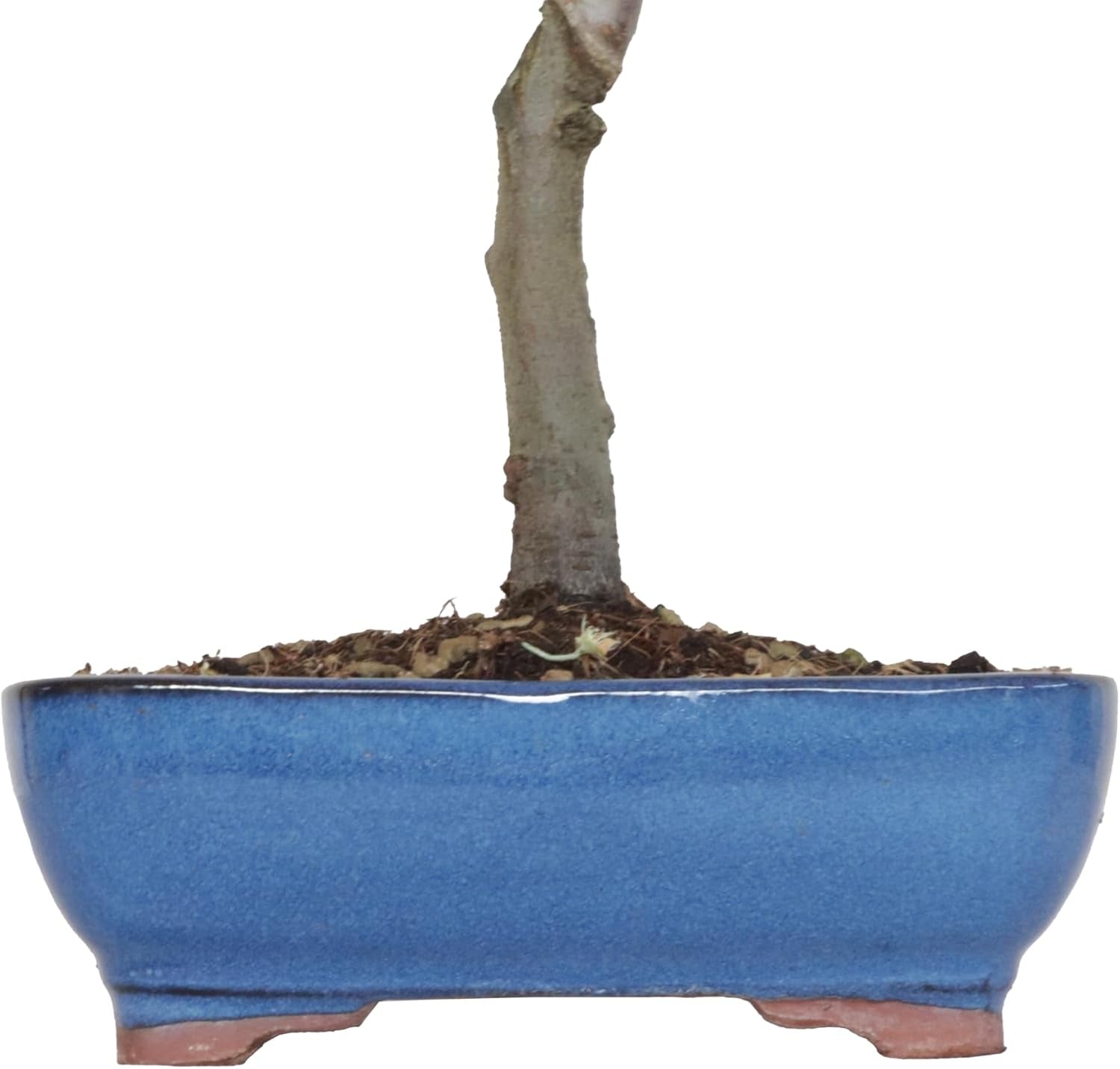KENTIS - Birnenbonsai - Pyrus Domestica - Echter Dekorativer Freilandbonsai - Echte Obstpflanzen - H 43-50 Cm Topf Ø 21 Cm