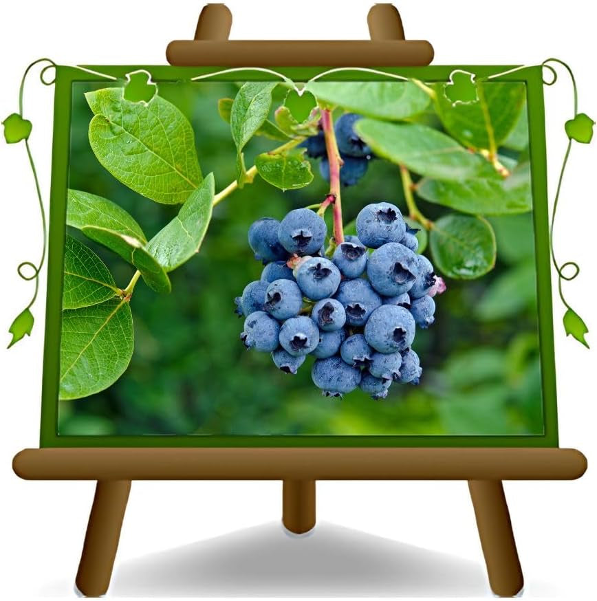 Schwarze Blaubeeren Riesige Amerikanisch Vielfalt Elliot - Obstpflanze Antik Auf Blumentopf 20 - Baum Max 50-100 Cm – 2 Jahre Anbau Italien
