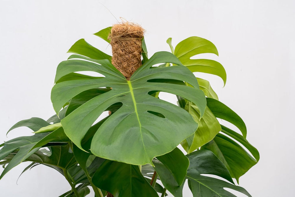 Trendyplants - Monstera Deliciosa - Lochpflanze - Zimmerpflanze - Höhe 140-160 Cm - Topfgröße Ø27Cm