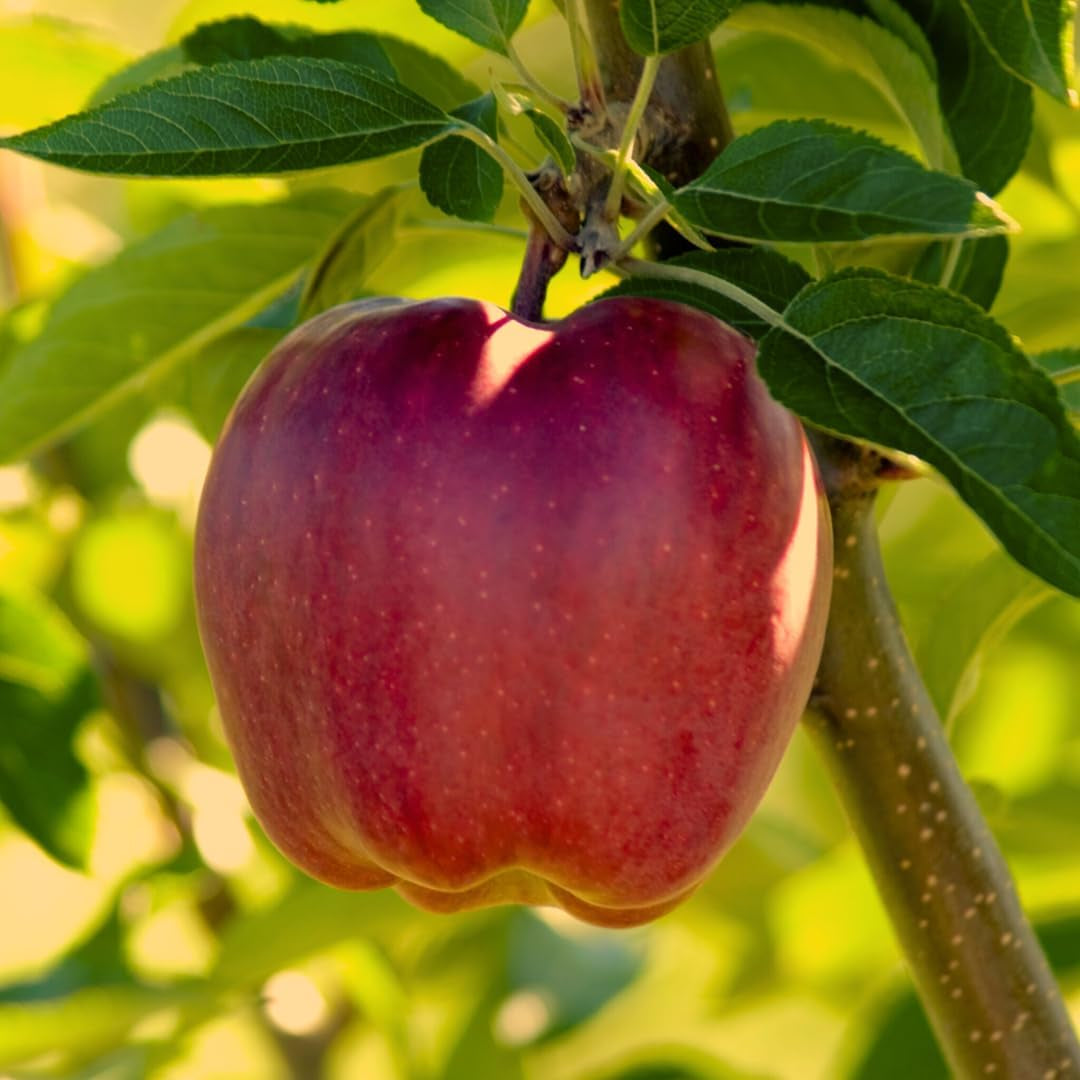 Apfelbaum Fuji – Antike Sorte, Topf Ø 26 Cm, Max. Wuchshöhe 180 Cm Alter: 4 Jahre – Italienische Baumschule