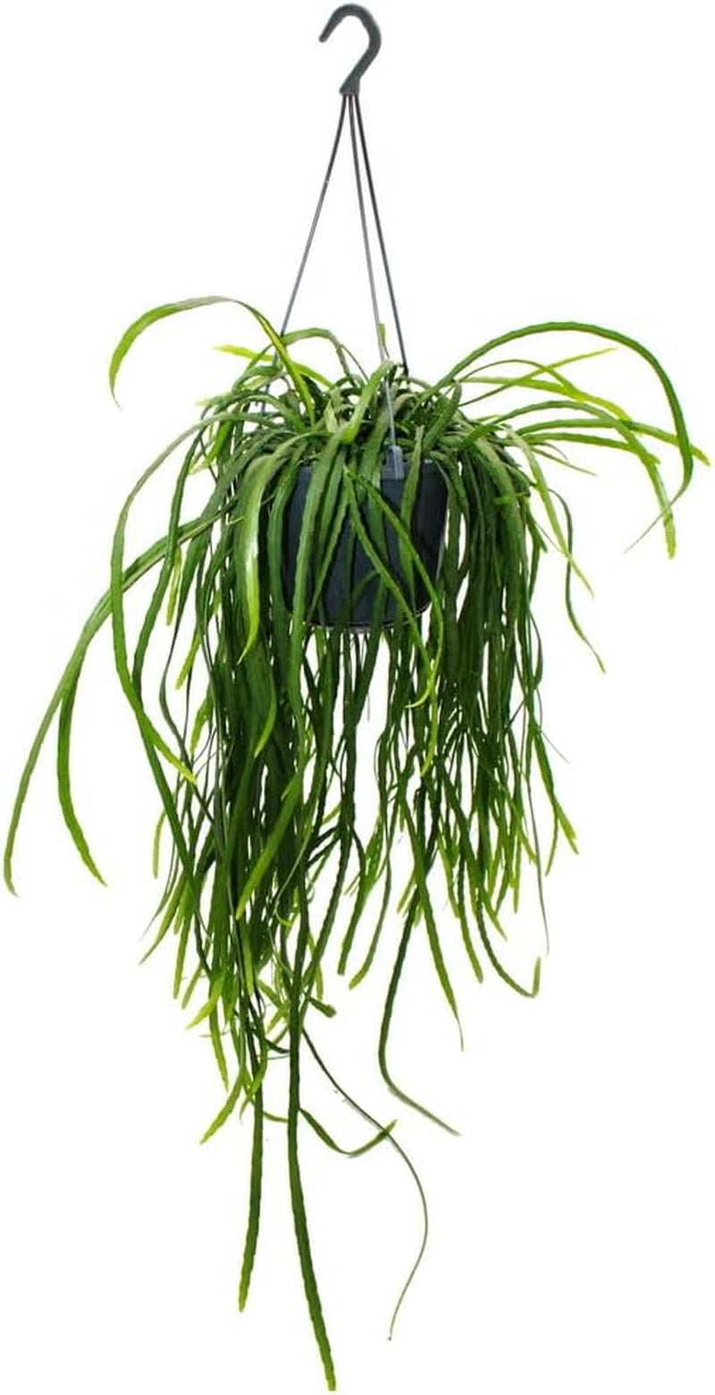 Exotenherz Hängender Kaktus - Lepismium Bolivianum - Pfeiffera - Stachelloser Blattkaktus - 15Cm Ampeltopf