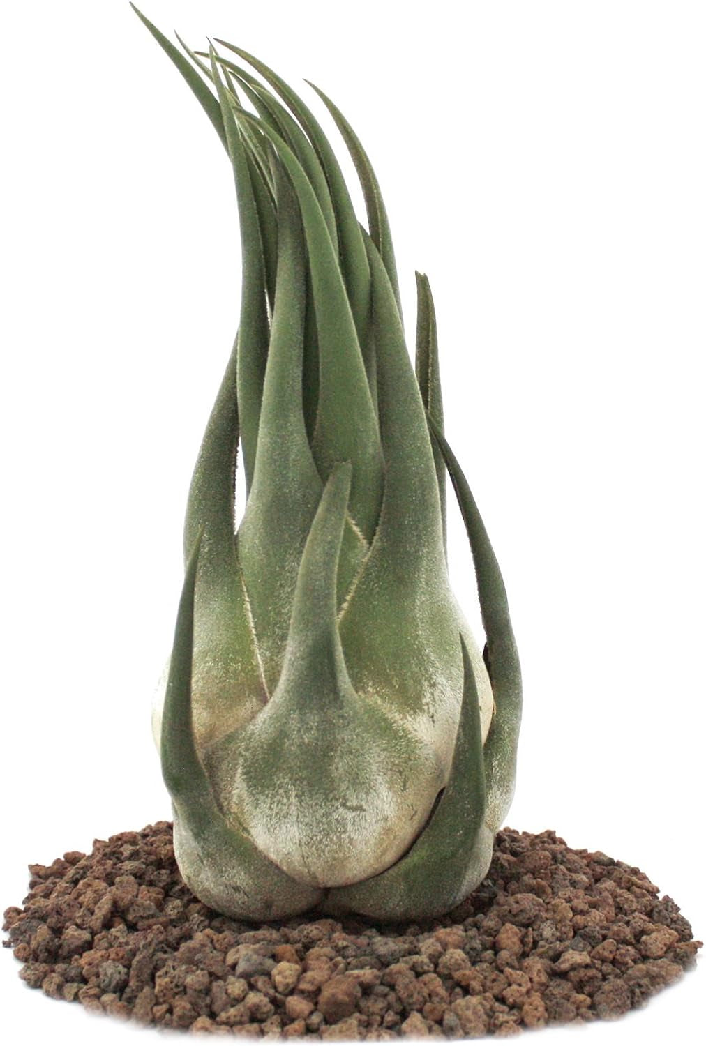 Exotenherz - Tillandsia Seleriana - Lose Pflanze - Extra-Groß