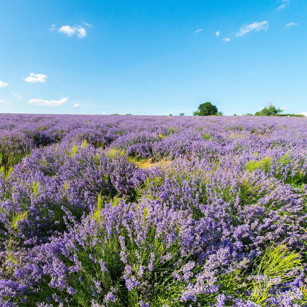WELEDA Organic Lavender Body Oil, 100 ml Cosmetice si Infrumusetare Naty Shop