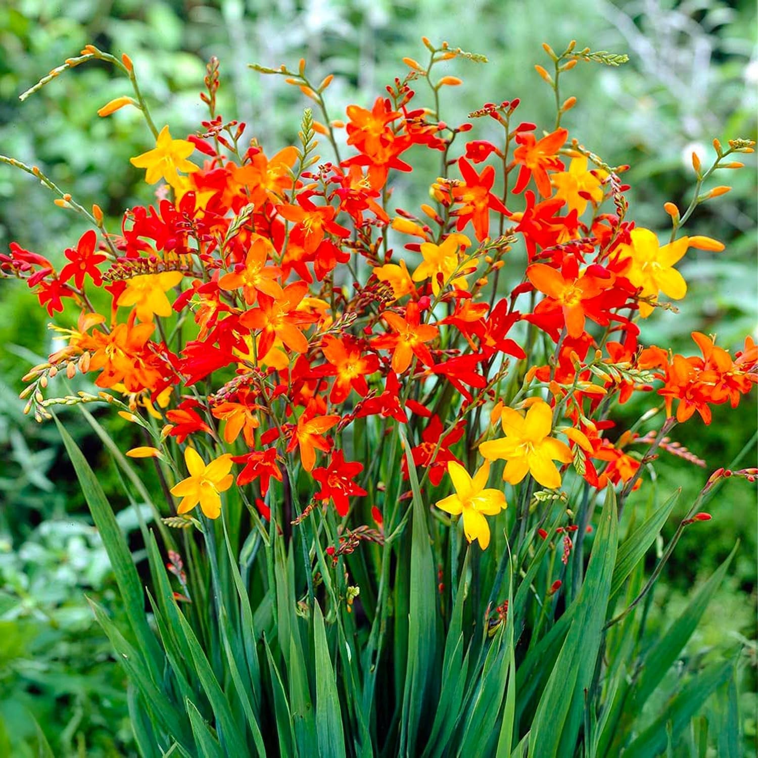 Blumenzwiebeln | Zwiebeln von den besten niederländischen Produzenten | Auswahl und Qualitätskontrolle | Blühgarantie. (15 Crocosmia Mischung)