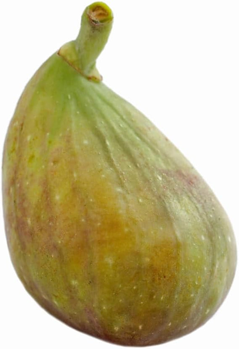Feigenbaum Lange Von Portugal – Obstpflanze Topf Ø 26 Cm, Max. Wuchshöhe 180 Cm – Alter: 4 Jahre - Italienische Baumschule