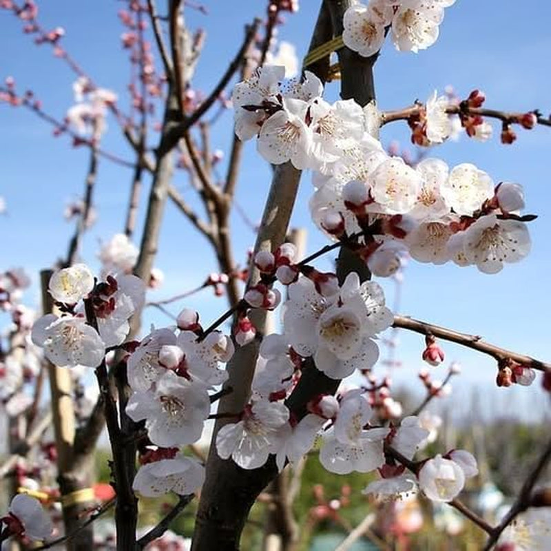 Aprikosenbaum Monteporzio Obstbaum Im Topf 20 Cm Höhe Ca. 170 Cm – Alter 2 Jahre - Italienische Gärtnerei
