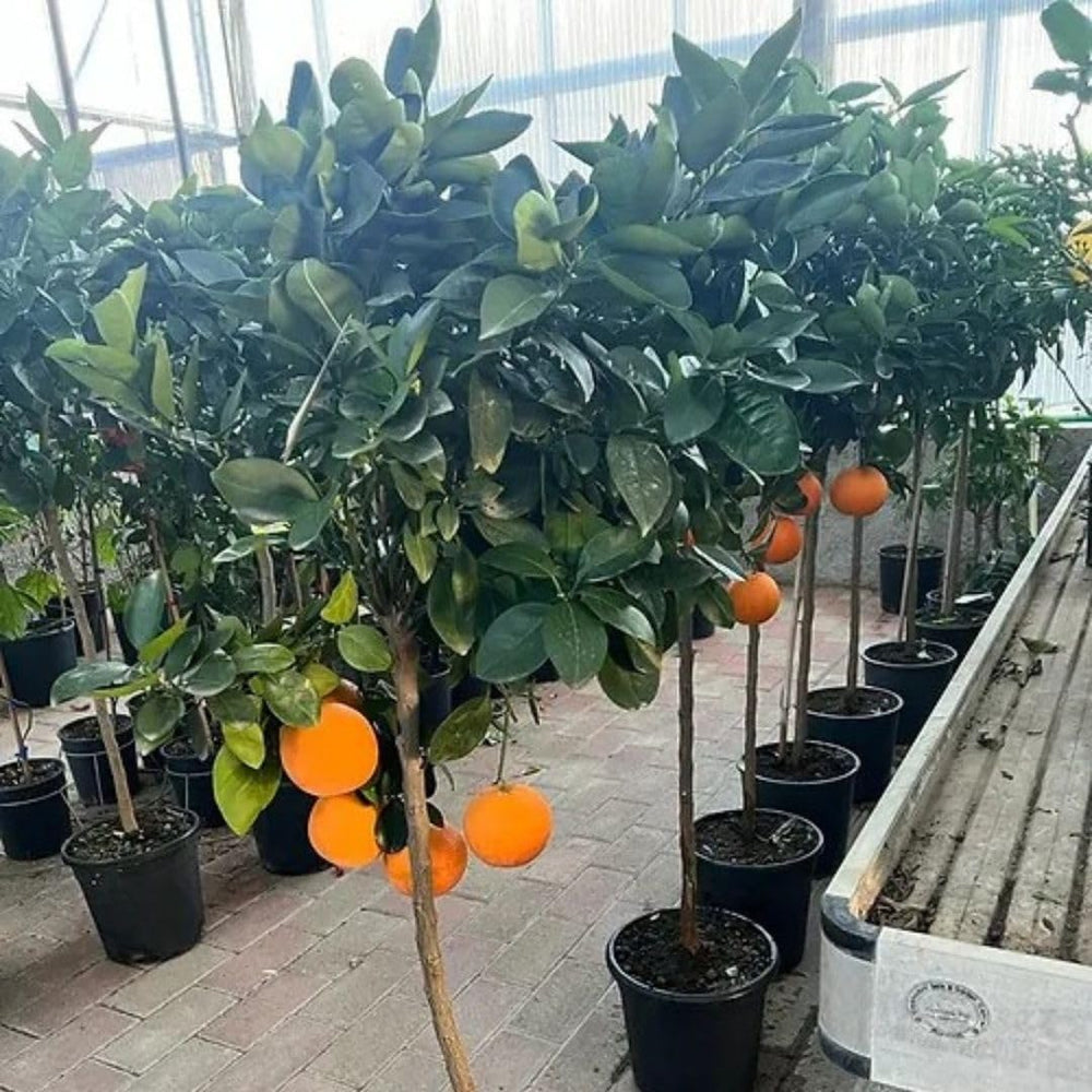 Zitrusgewächs Orange Navelina Pflanze Ab Frucht Höhe: 150 CM Vase : 26 CM