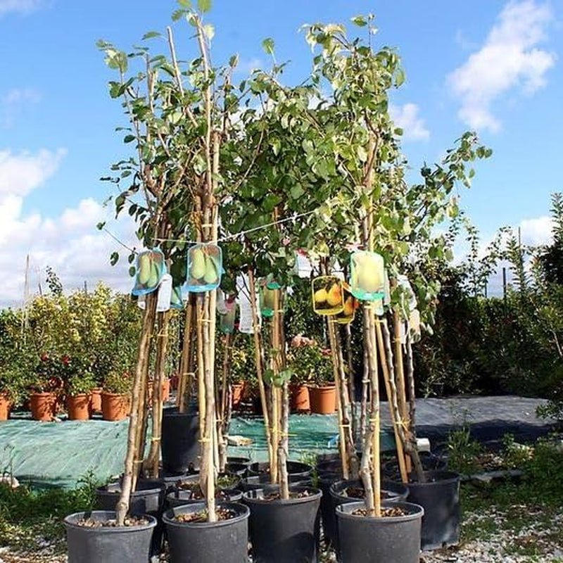 Birnbaum Decana D’Inverno - Obstpflanze Auf Blumentopf 26 - Baum Max 200 Cm – 4 Jahre Anbau Italien