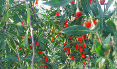 100 Goji-Samen, Staudenpflanze, Gemüsegarten, Obstgarten, Reproduzierbare Bäuerliche Samen, Semisauvage