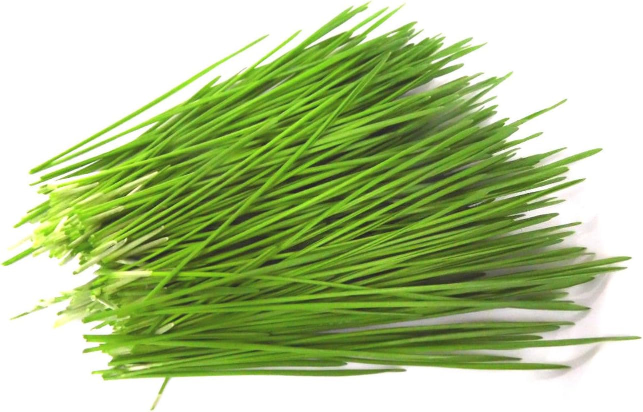 500 G BIO Keimsprossen Mischung -Vitamin Cocktail MIX- Keimsaat 5 X 100 G Samen Für Die Sprossenanzucht Rote Rüben, Mangold, Sonnenblumen, Alfalfa, Weizen Sprossen Microgreen Mikrogrün