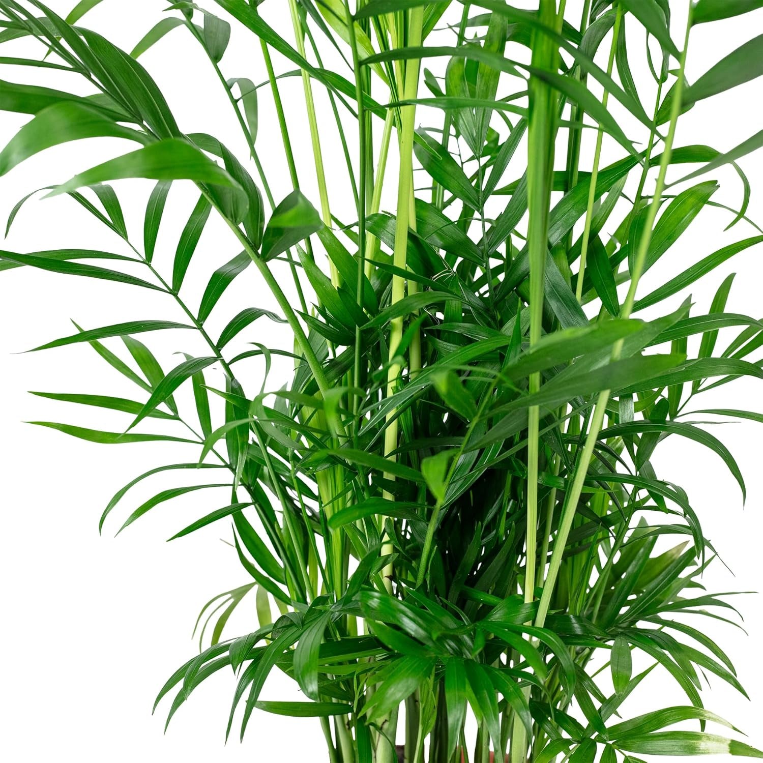 Bergpalme - Pflegeleichte Zimmerpflanze, Chamaedorea Elegans - Höhe Ca. 55 Cm, Topf-Ø 17 Cm