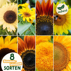 Set de semințe de floarea-soarelui - 8 varietăți de semințe de floarea-soarelui - Semințe de floarea-soarelui într-un set practic de plantare - Semințe de flori de vară, amestec de flori sălbatice - Semințe de flori pentru plantare
