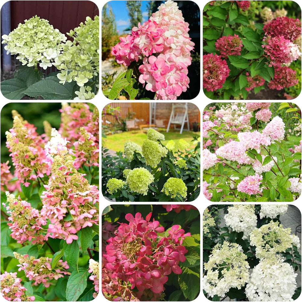 Rispenhortensie Immergrüne Sträucher Winterhart Blühend Hydrangea Paniculata Schattenpflanzen Wildblumensamen Bonsai Balkon Blumensamen Seltene Zimmerpflanzen Balkonpflanzen 40Samen