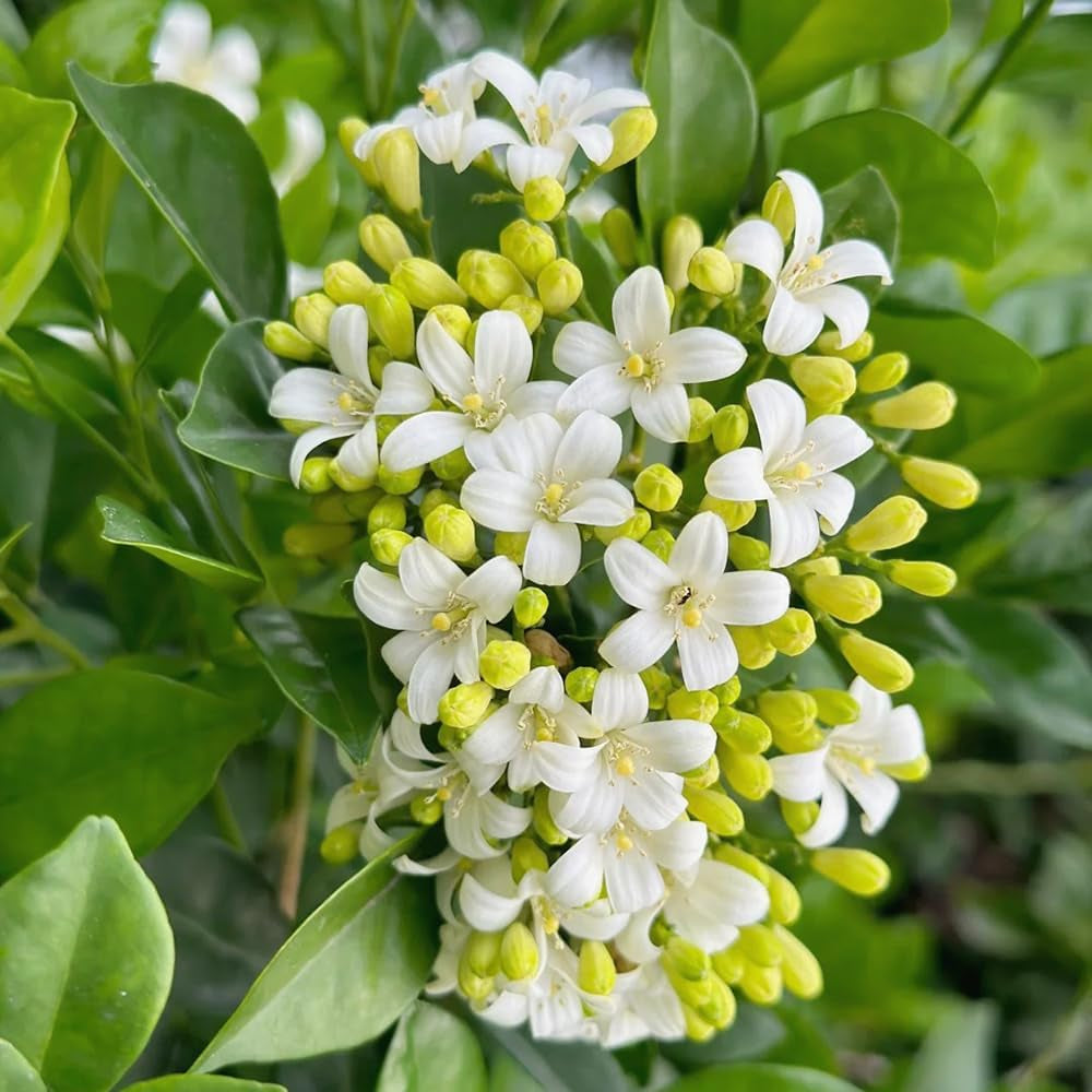 Murraya Exotica, Immergrüne Sträucher Kräutersamen, Balkonpflanzen Balkon Kräutergarten Exotische Stauden Winterhart Mehrjährig 60Samen