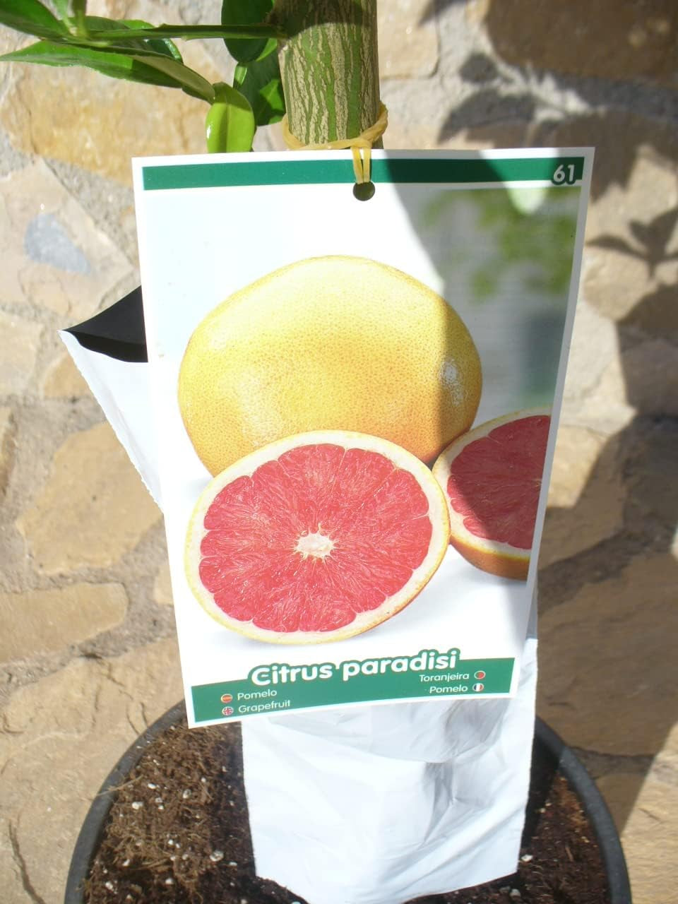 Grapefruit (Citrus - Paradisi) Ein Junger Baum Mit Dickem Stamm