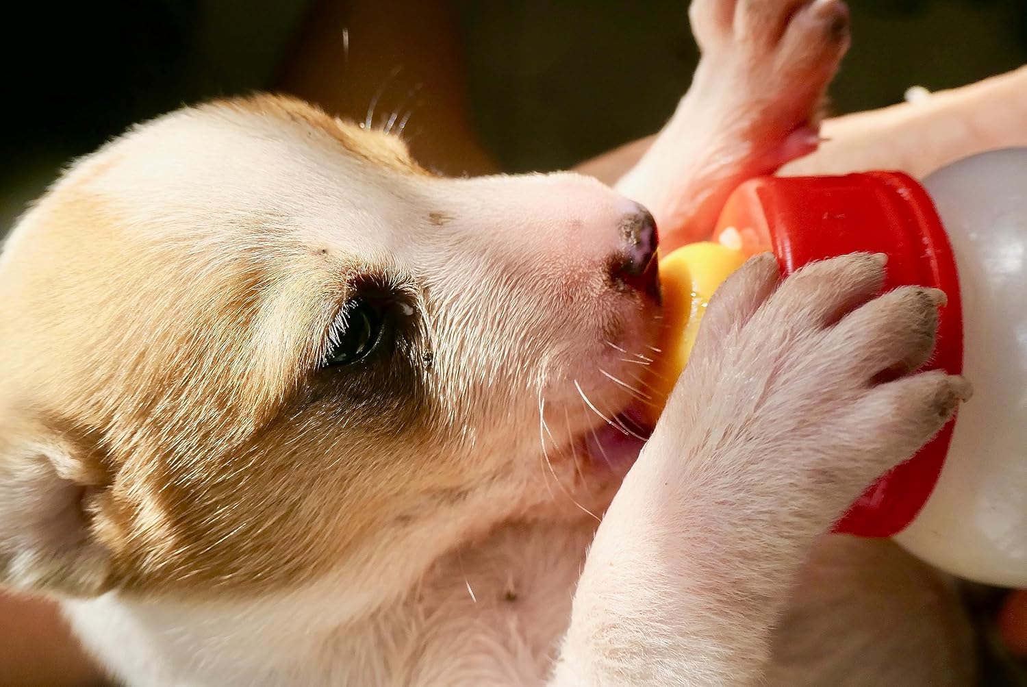Foozia Pulbere Lapte Capra Pur - Fara Adaosuri Pentru Oameni, Animale