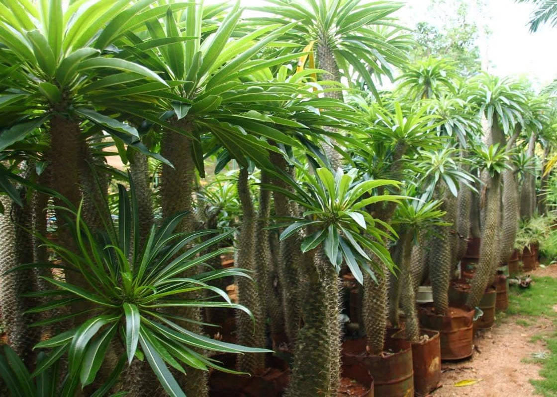 SAFLAX - Geschenk Set - Kakteen - Madagascar - Palme - 10 Samen - Mit Geschenk- / Versandbox, Versandaufkleber, Geschenkkarte Und Anzuchtsubstrat - Pachypodium Lamerei