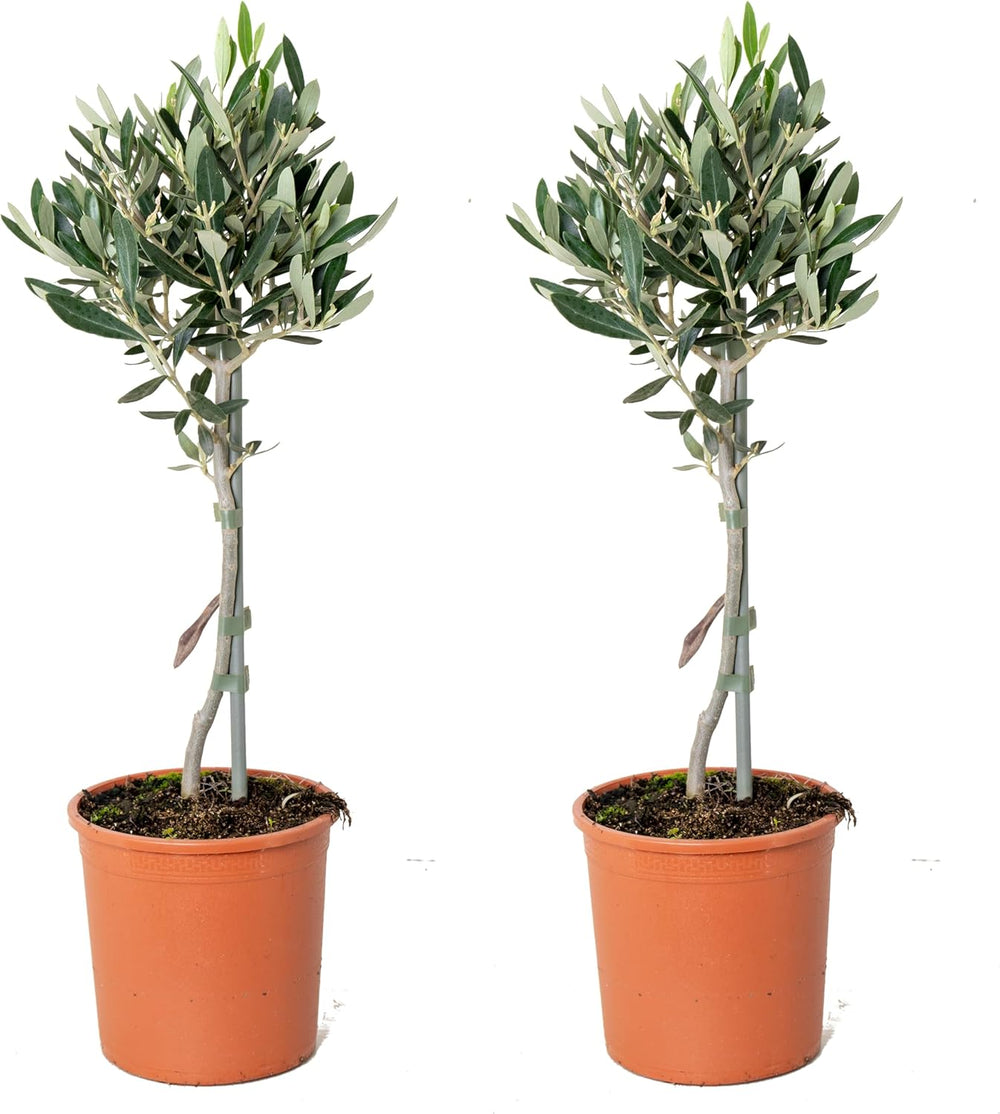 Bloomique - Olea Europaea - Olivenbaum Echt - Gartenpflanzen Winterhart - Höhe 80-90 Cm - Topf 19 Cm