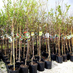 Oberschenkel Pflaumen Von Monaca Von Velletri - Obstpflanze Alte Frucht Auf Blumentopf 20 - Baum Max 170 Cm – 2 Jahre Anbau Italien