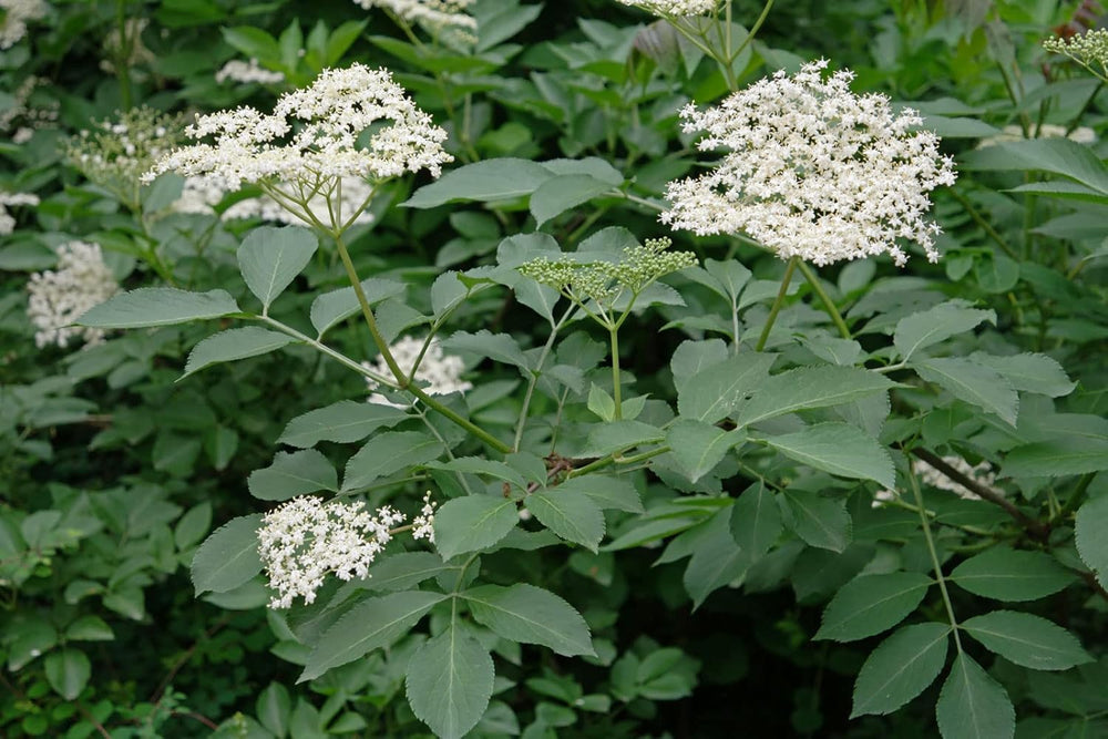 50 Samen Von Sambucus Nigra (Holunder Oder Schwarzer Holunder)
