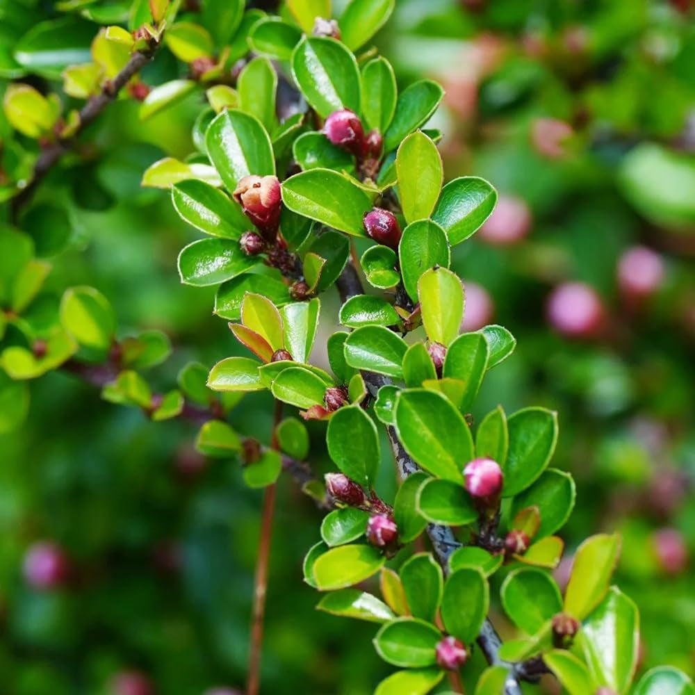 Teppichmispel, Alte Sorten Bodendecker Cotoneaster Dammeri, Kaufen Blumensamen Balkonpflanzen Geschenke Für Gärtner 60Samen