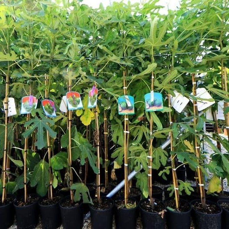 Feigenbaum Verdone – Obstpflanze Alte Sorte Topf Ø 20 Cm Höhe 150-170 Cm – Alter: 2 Jahre - Italienische Baumschule