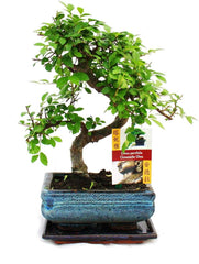 Exotenherz - Bonsai Chinesische Ulme - Ulmus Parviflora - Ca. 6 Jahre