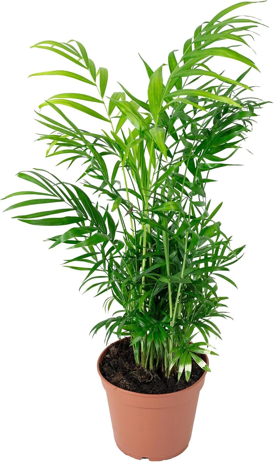 Bergpalme - Pflegeleichte Zimmerpflanze, Chamaedorea Elegans - Höhe Ca. 55 Cm, Topf-Ø 17 Cm