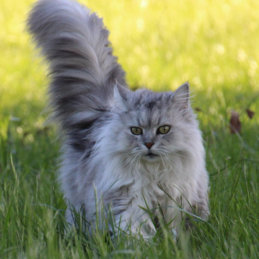 Premium Katzengras Samen Chrestensen, Grassamen Schnellkeimend, 1 Dose 110 G, Reicht Für Ca. 4-5 M² Katzengras Fertig Gewachsen, Natürliche Katzen Leckerlies Zu Hause
