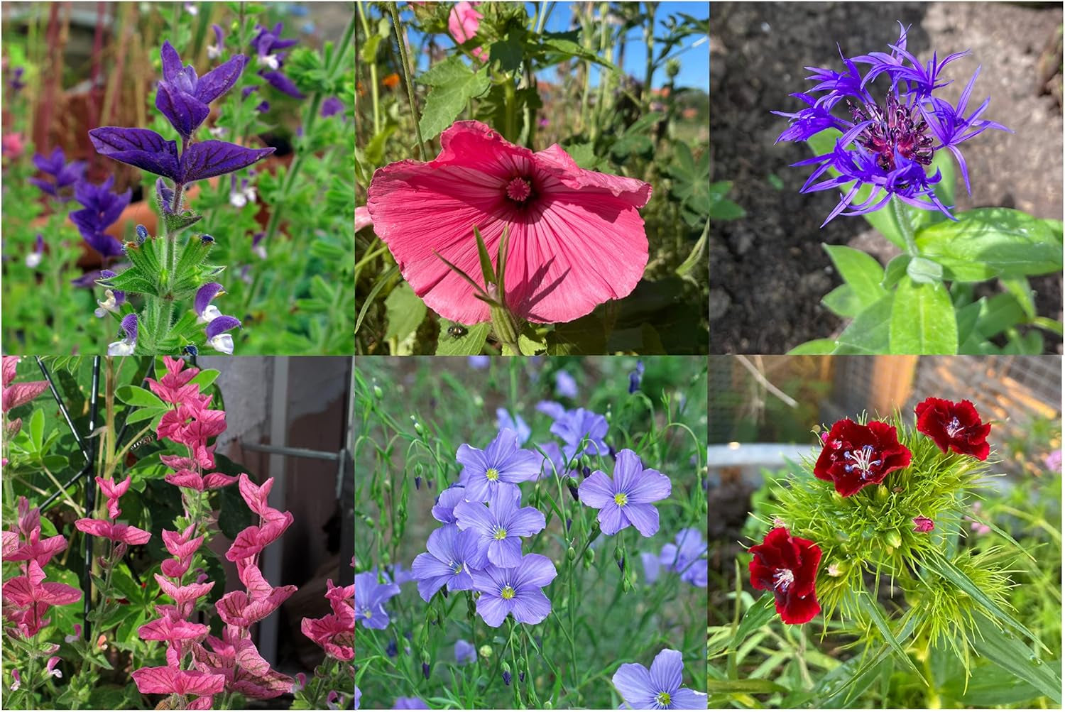 Im Blüten-Rausch (Bio) - Samen-Geschenkset mit 6 wunderschönen Blumensorten für das Blumenbeet im Garten oder denTopf