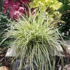 Carex Oshimensis Evergold Immergrüne Sträucher Winterhart Gartenpflanzen Für Draußen Winterharte Kübelpflanzen Seltene Outdoor Ziergräser Sichtschutz Winterfeste Luftreinigende 400Samen