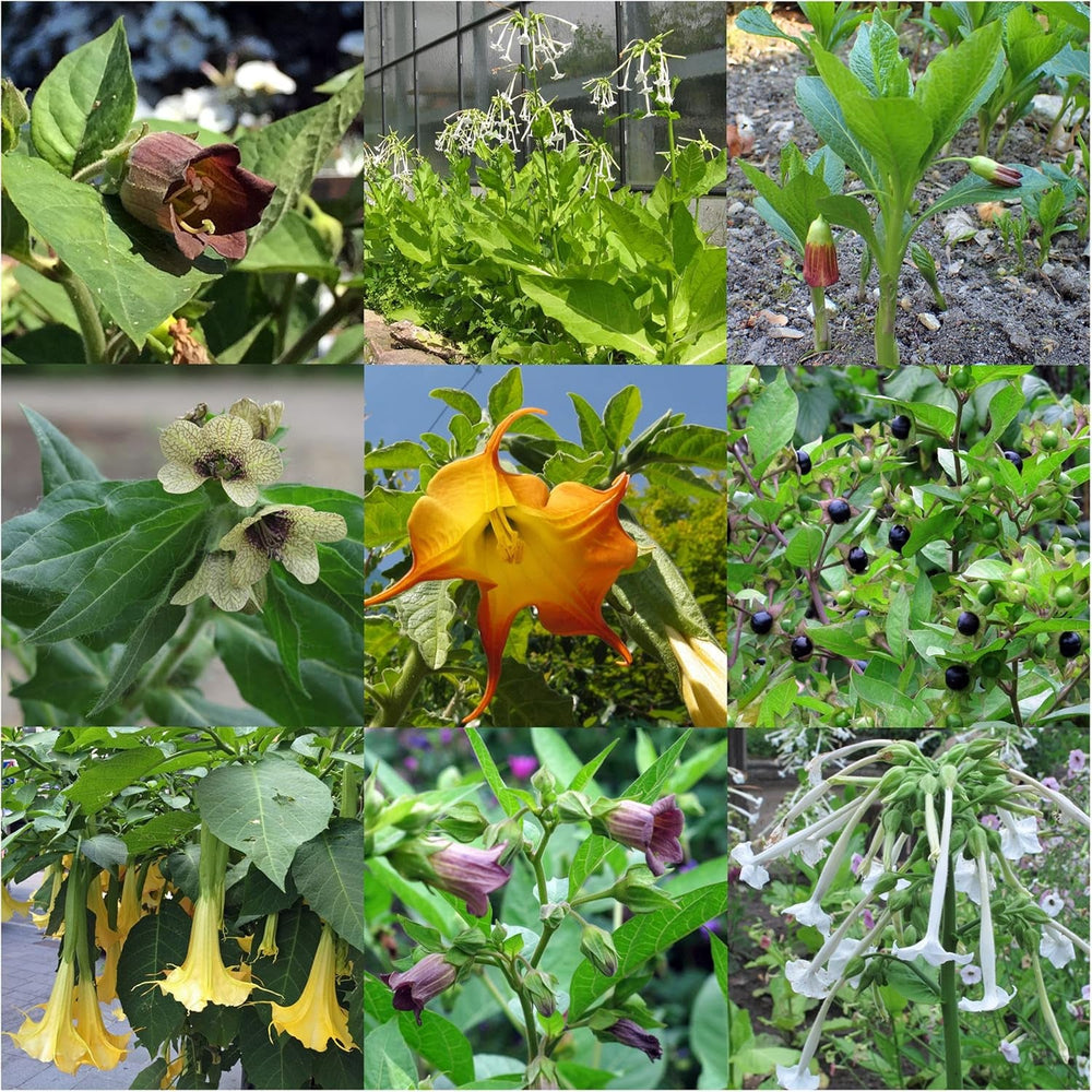 Plante legendare de mătrăgună - Set de semințe cu 5 plante magice