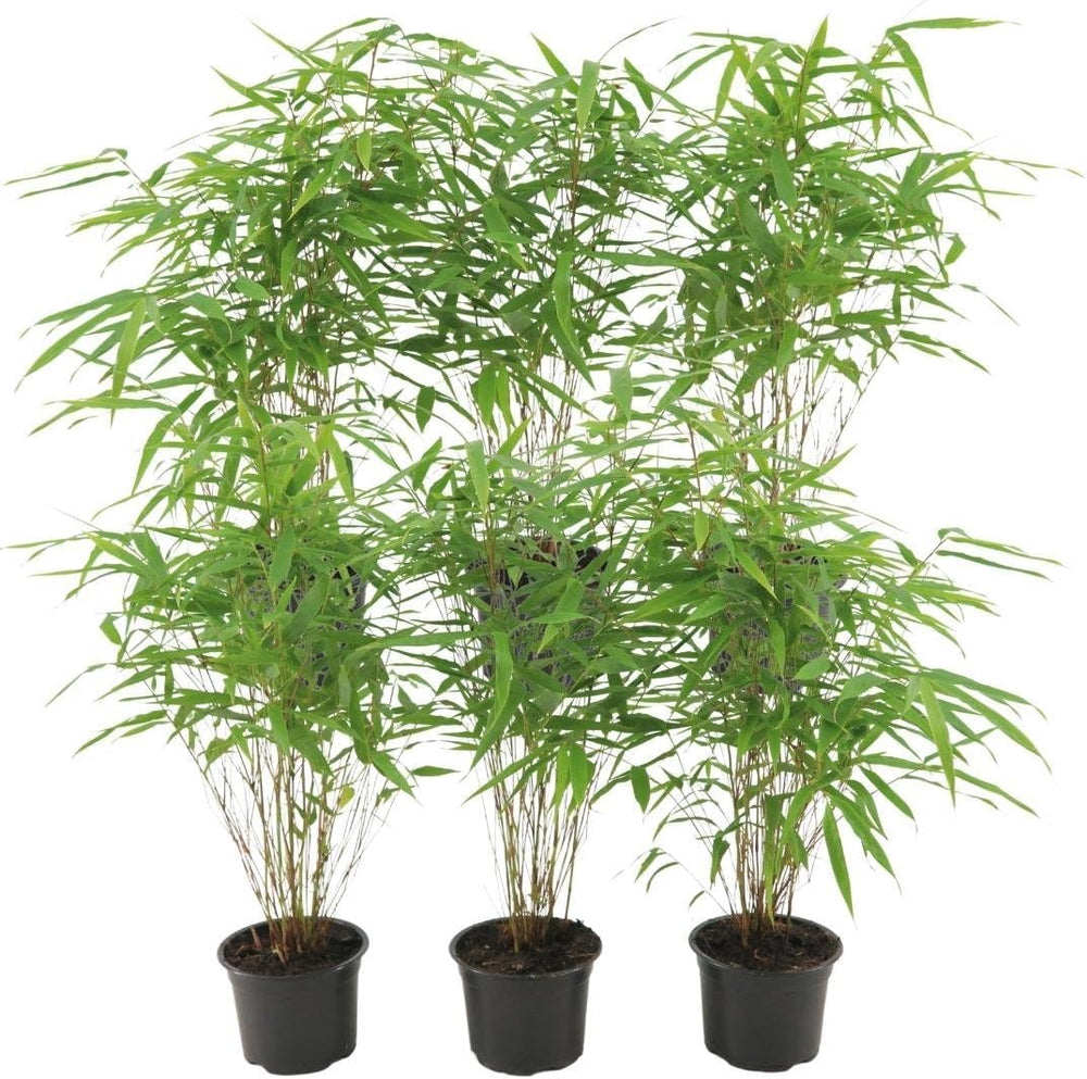 Plants by Frank | Bambus Pflanze Winterhart Im Set Von 6 Pflanzen | Fargesia Rufa | Gartenpflanzen | Gräser Winterhart Mehrjährig |Ø13 Cm | 25 Cm | Keine Wurzelausläufer