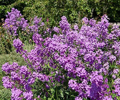 La Verde MEIN GARTEN UND ICH. Nachtviole Blumensamen Für Ca. 300 Pflanzen, Stark Duftende Bauernblume, Zweijährig, Saatgut Ohne Gentechnik