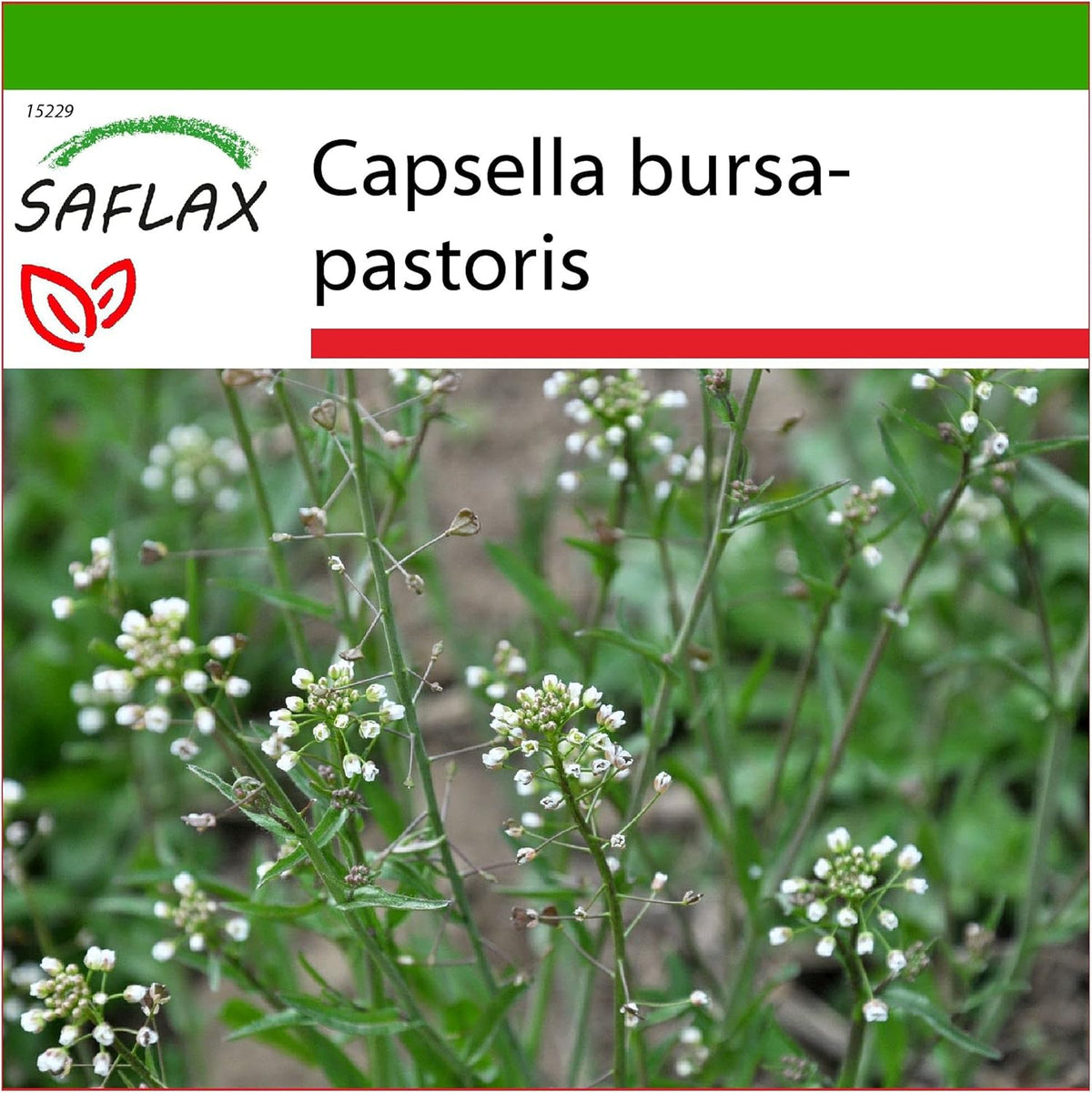 SAFLAX - Heilpflanzen - Hirtentäschel - 1000 Samen - Mit Keimfreiem Anzuchtsubstrat - Capsella Bursa-Pastoris